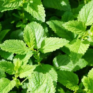 L'huile essentielle de menthe poivrée