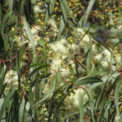 L'huile essentielle d' eucalyptus citronné