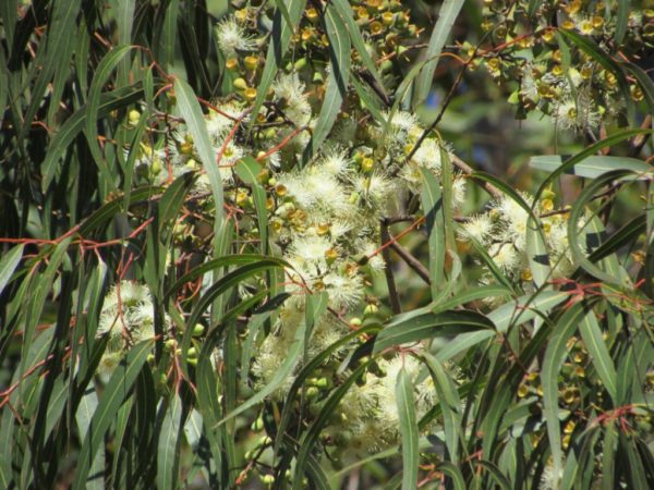 L'huile essentielle d' eucalyptus citronné
