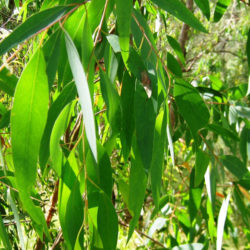 L'huile essentielle d'eucalyptus radié